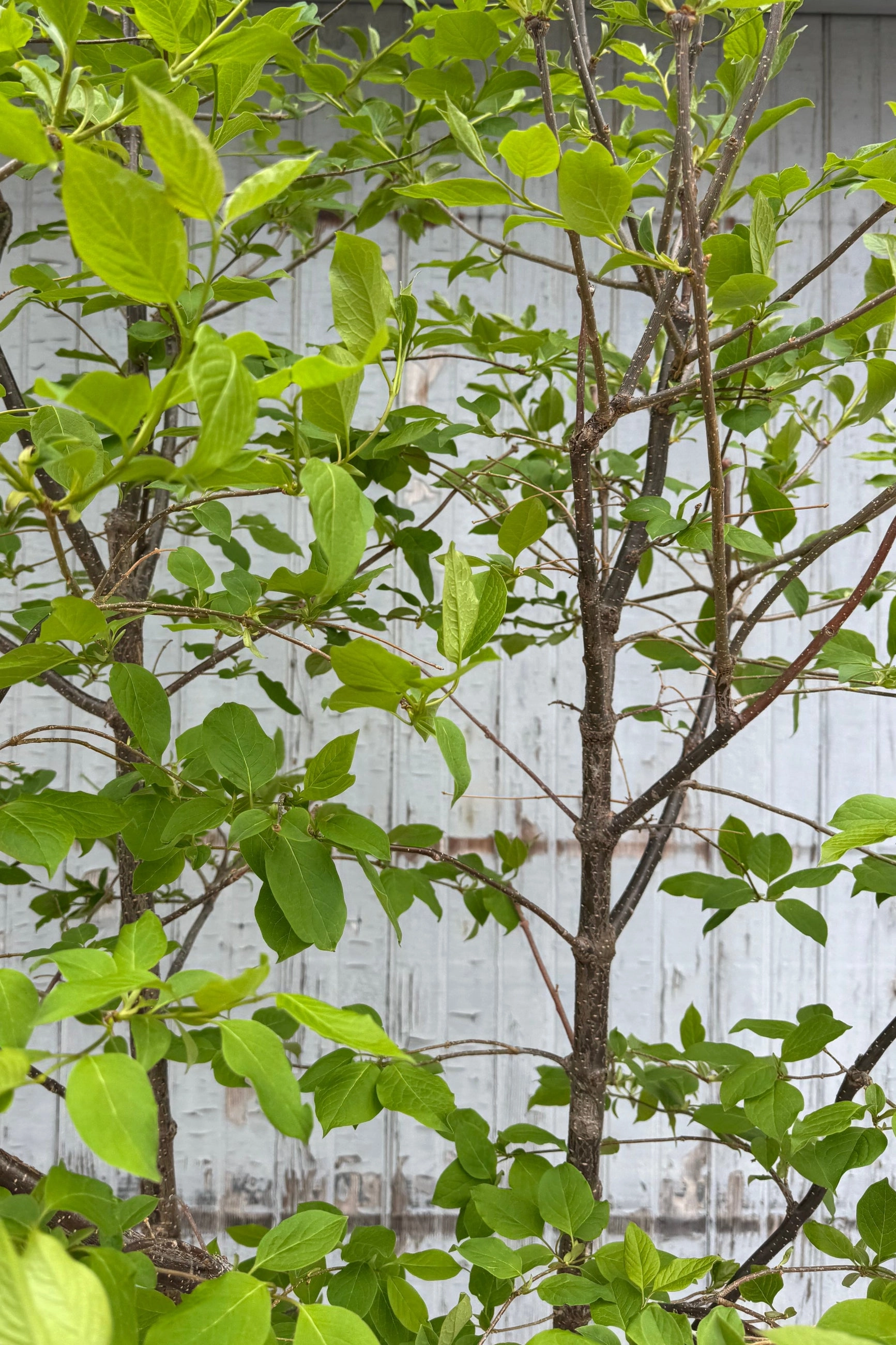 Syringa r. Japanese Lilac Tree #10