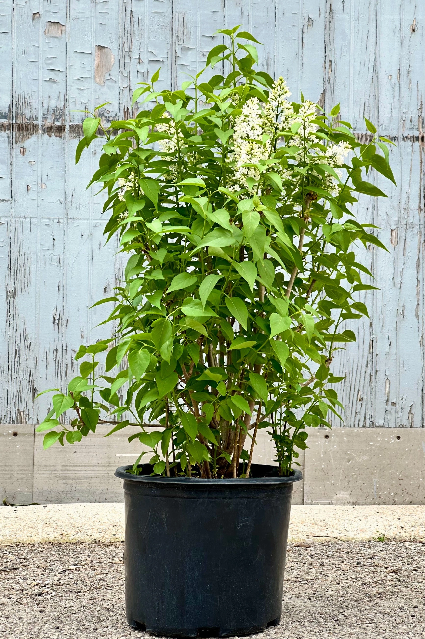 Syringa v. 'Alba' "Common White Lilac" #3