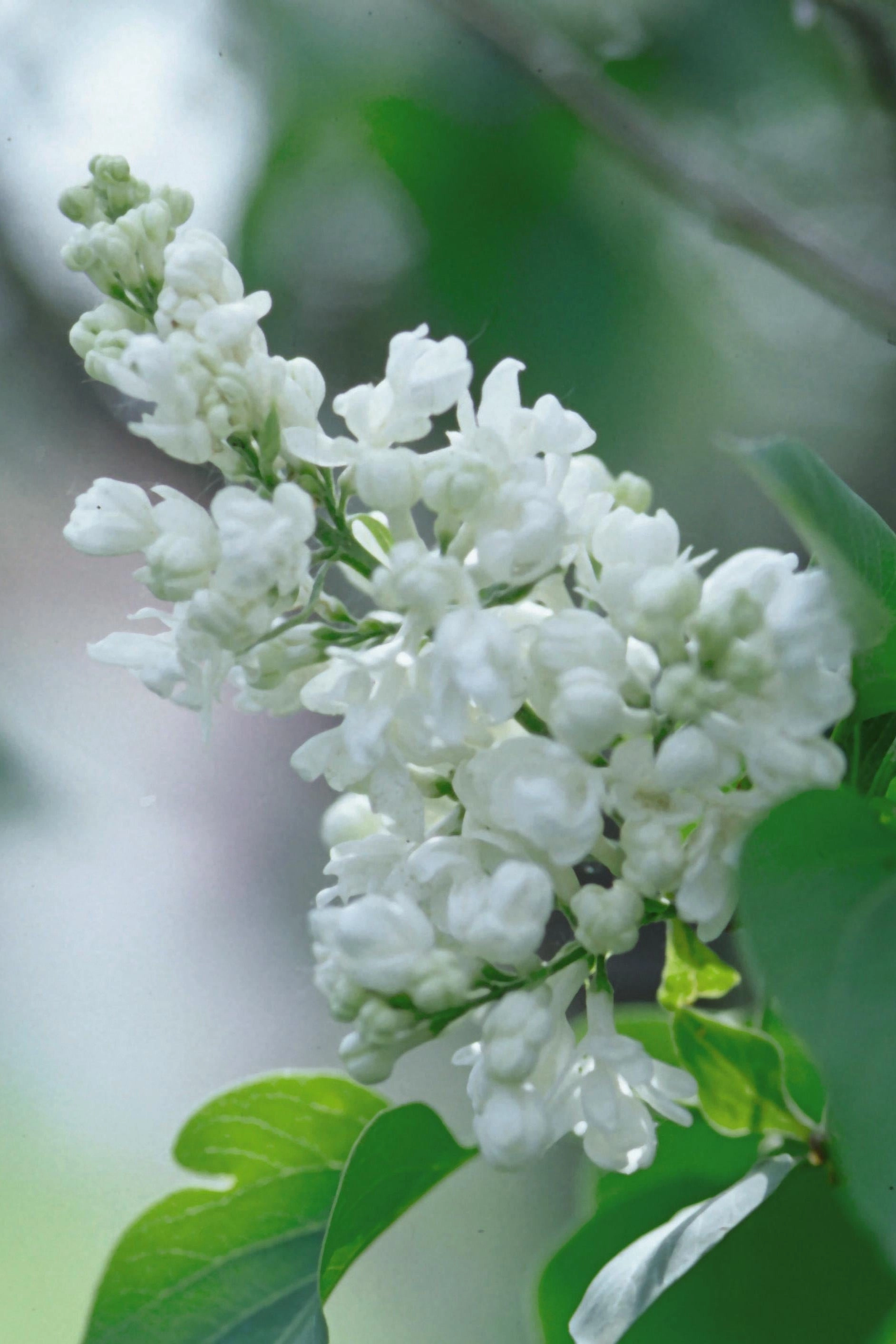Syringa v. 'Alba' "Common White Lilac" #3