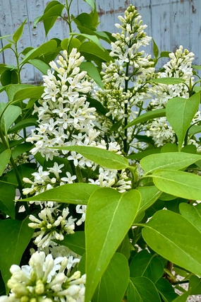 Syringa v. 'Alba' "Common White Lilac" #3 decorative flowerpot  