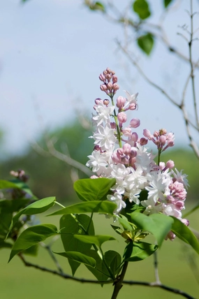 Syringa v. 'Beauty of Moscow' #3 decorative flowerpot  