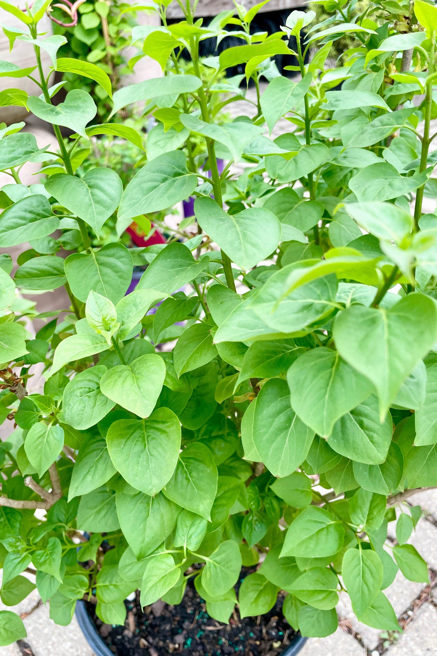 Syringa v. "Common Purple Lilac" #3