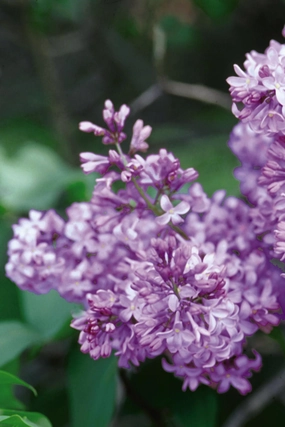 Syringa v. "Common Purple Lilac" #3 decorative flowerpot  