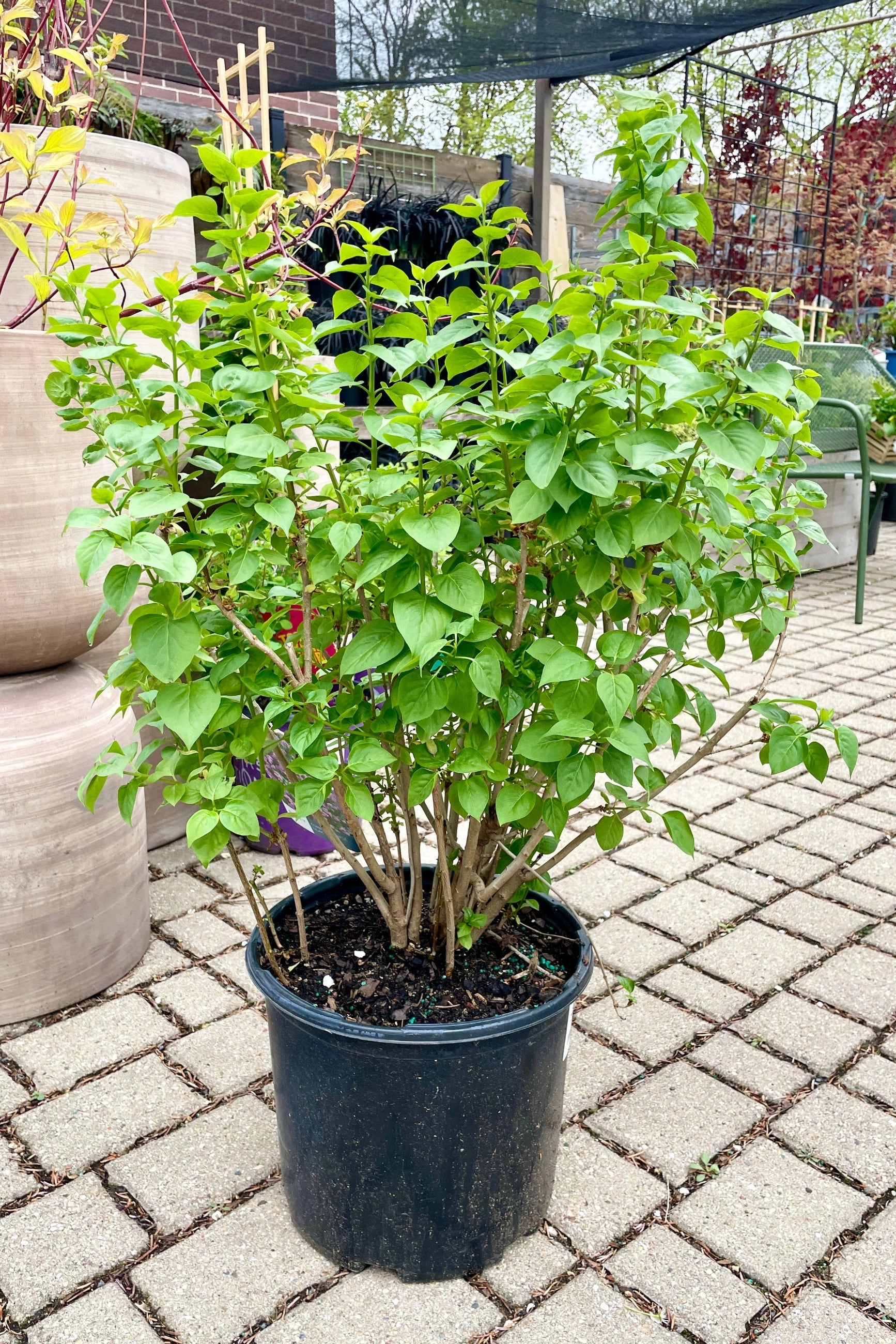 Syringa v. "Common Purple Lilac" #3