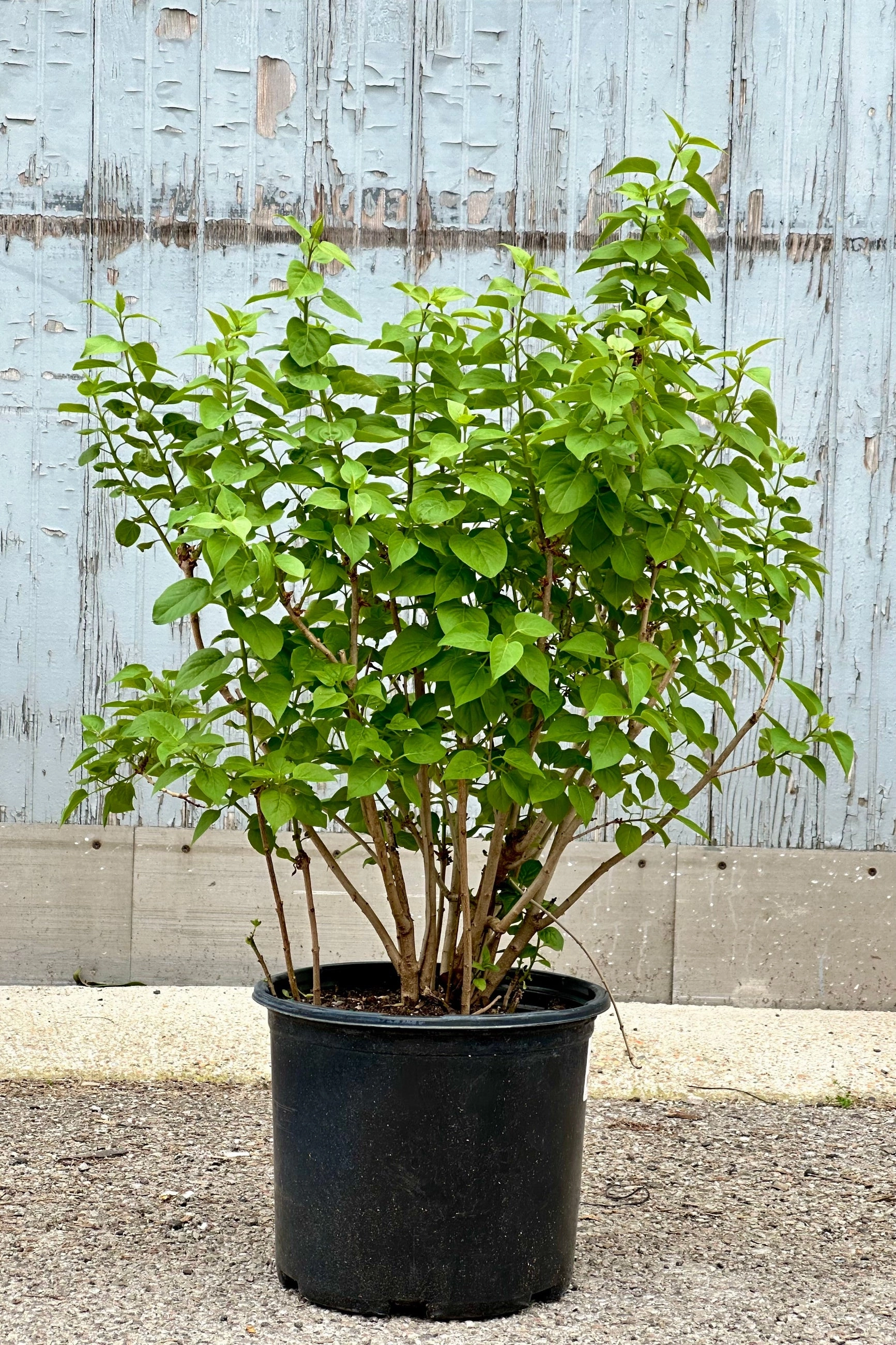 Syringa v. "Common Purple Lilac" #3