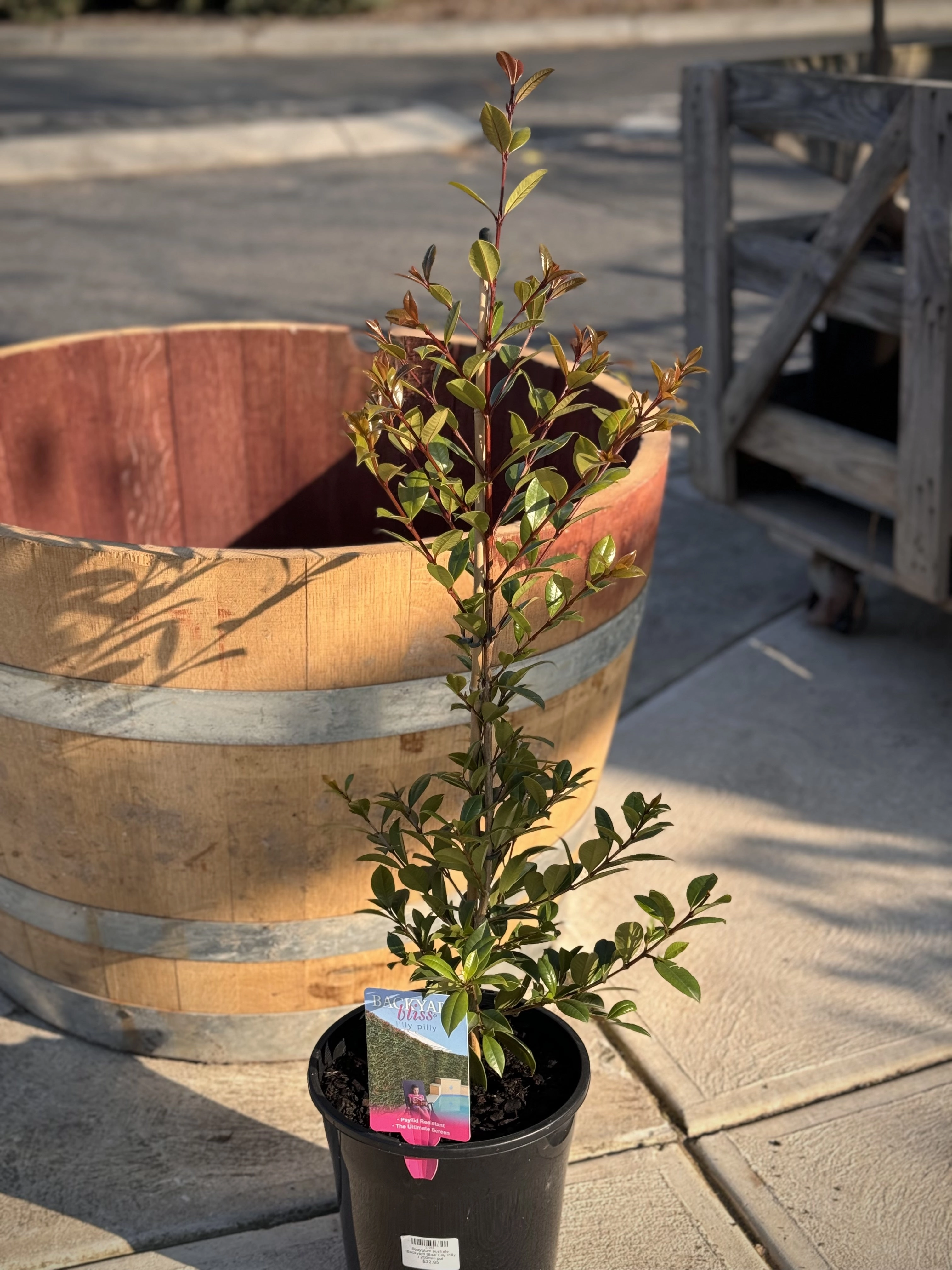 Syzygium australe 'Backyard Bliss' Lilly Pilly small flower pot  