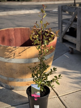 Syzygium australe 'Backyard Bliss' Lilly Pilly small flower pot  
