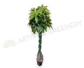 T0006NEW-S89 Pachira Umbrella (aka Money Tree & Chestnut Plant) 140cm sun perennial  