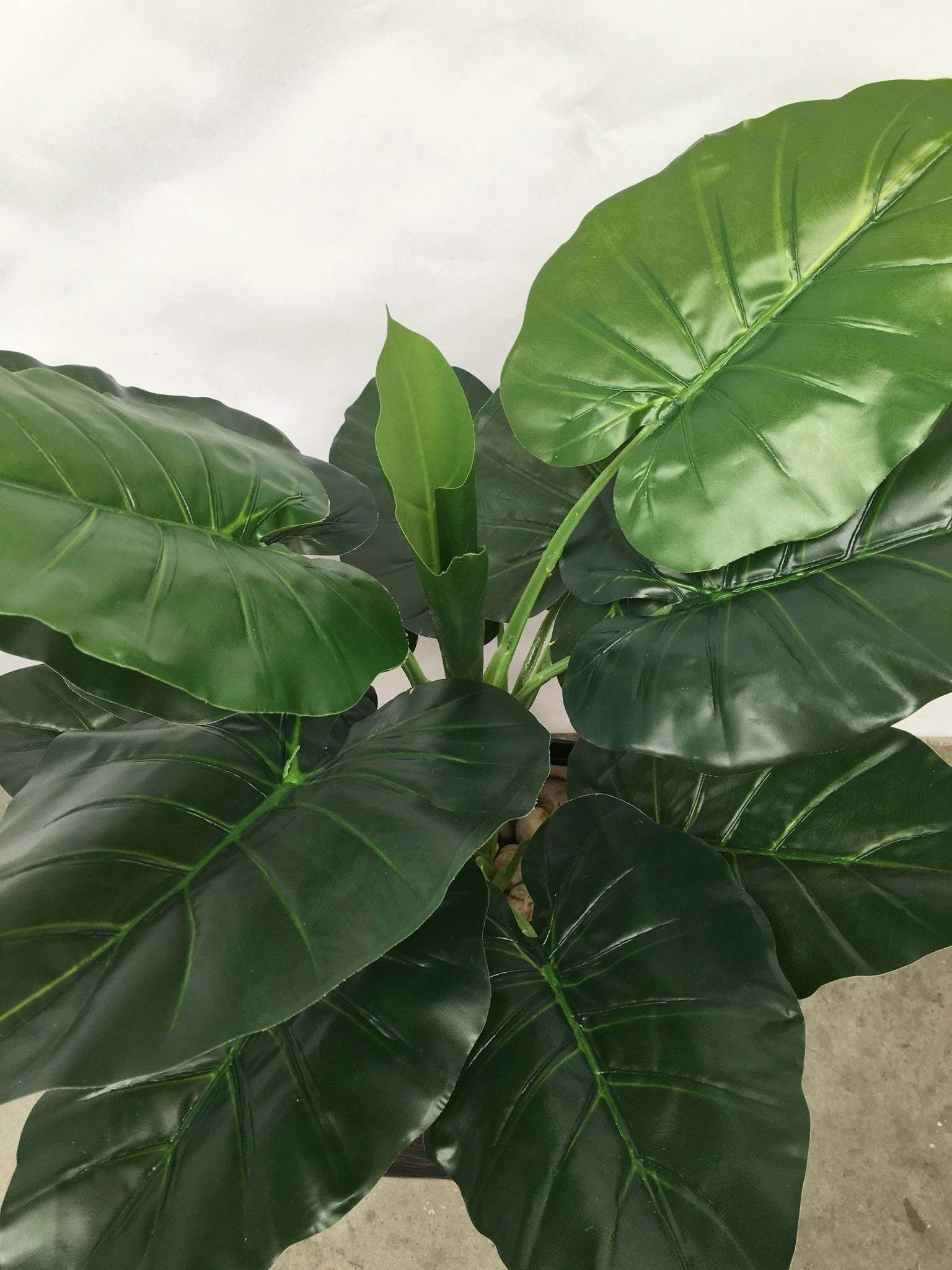 T00149 Taro Plant / Colocasia Esculenta 75cm Real Touch Leaves