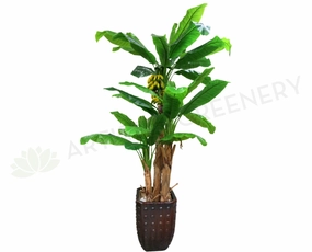 T0026 Banana Tree 200cm sun perennial  