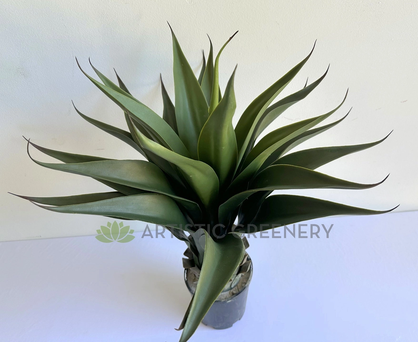 T0035 Large Aloe Vera 60cm