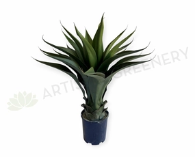 T0035 Large Aloe Vera 60cm mini ornamental plant  