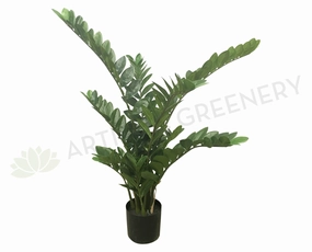 T0037 Zanzibar Gem / Zamioculcas Zamiifolia / ZZ Plant 70cm indoor plant stand  
