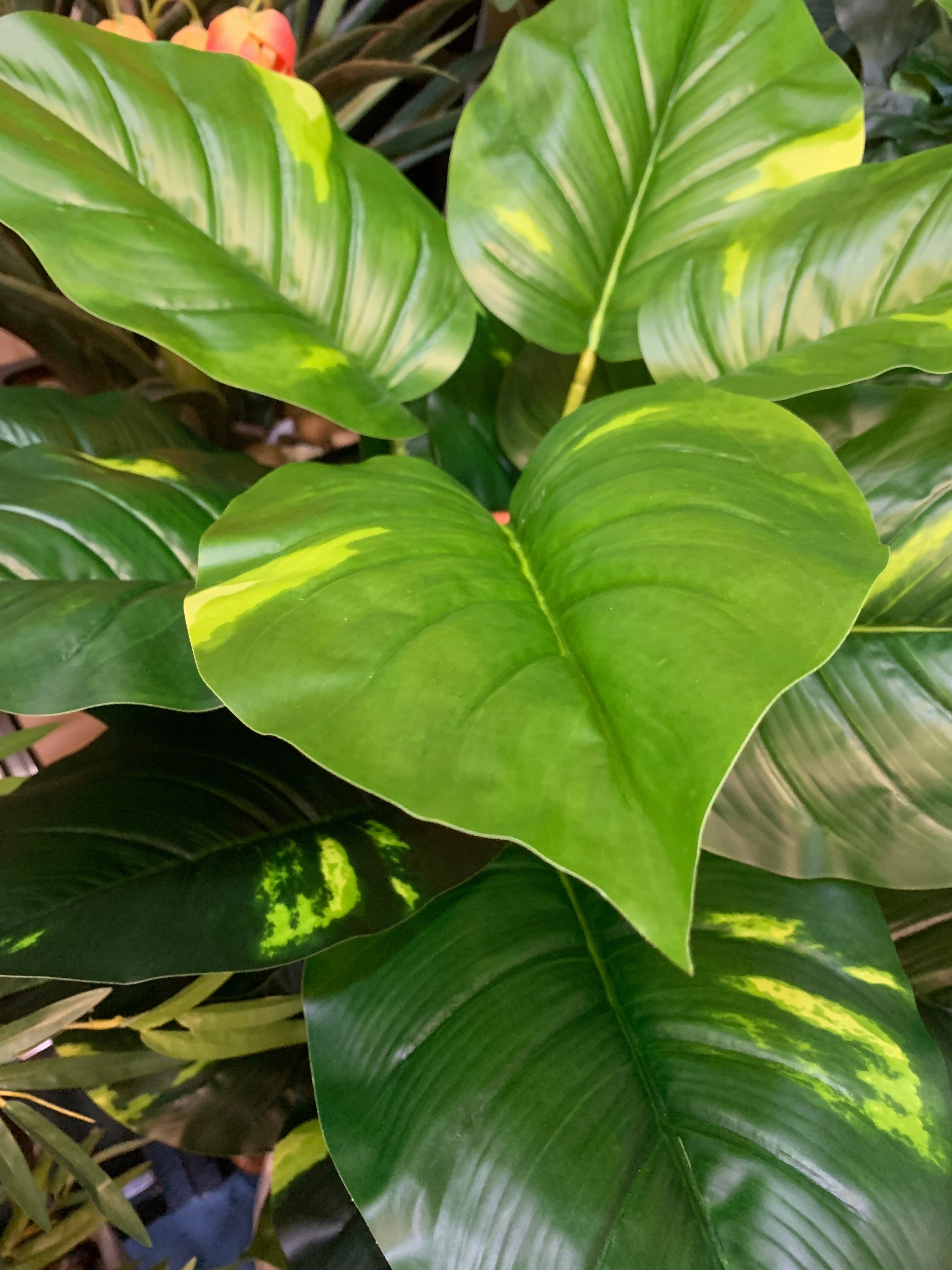 T0041 Pothos Totem Real Touch Leaves 120cm