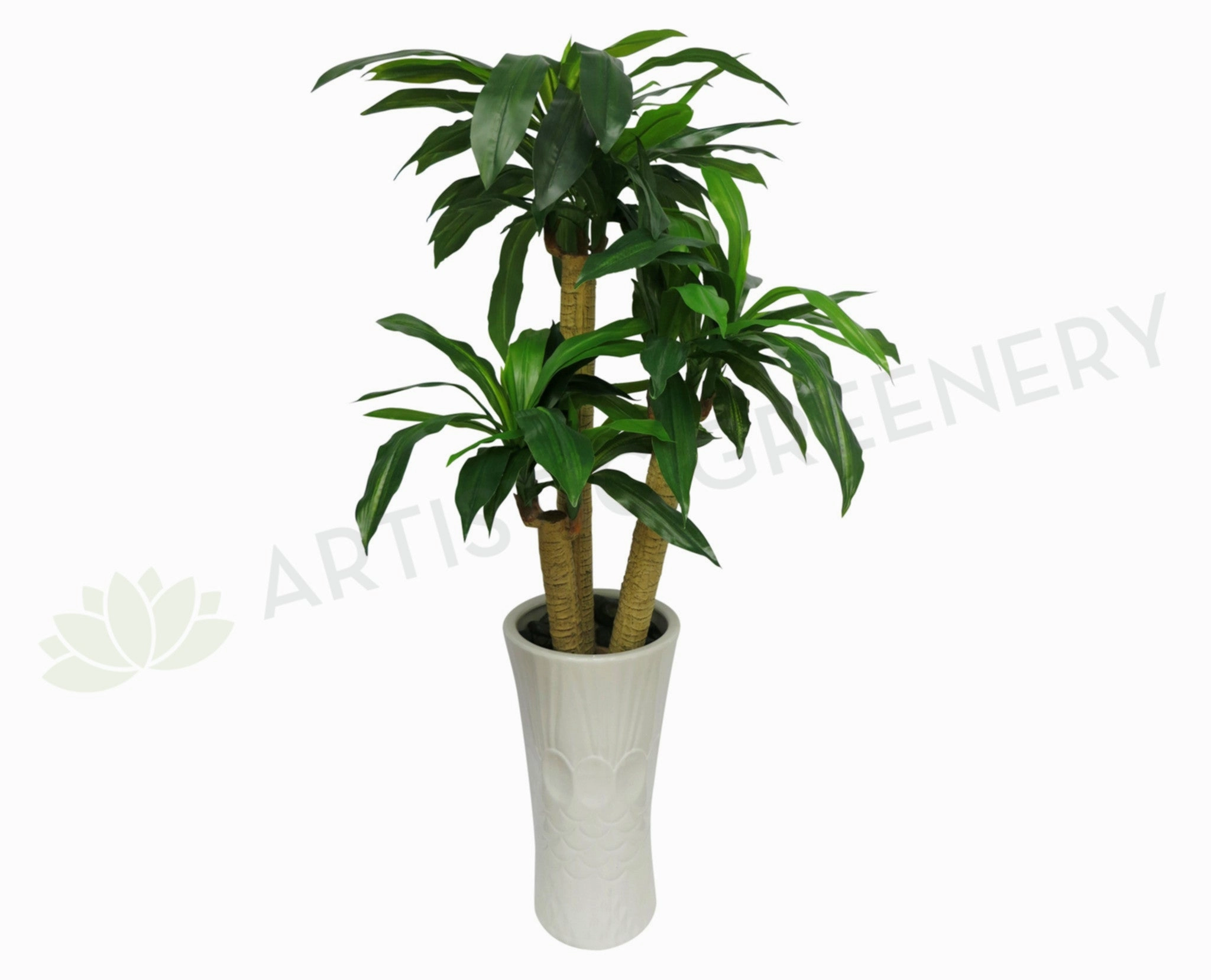 T0054 Dracaena Fragrans / Massangeana Cane / Happy Plant 120cm (2 Styles) sun perennial  