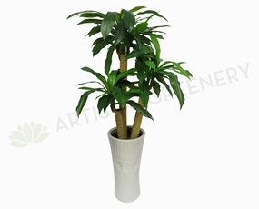 T0054 Dracaena Fragrans / Massangeana Cane / Happy Plant 120cm (2 Styles) sun perennial  