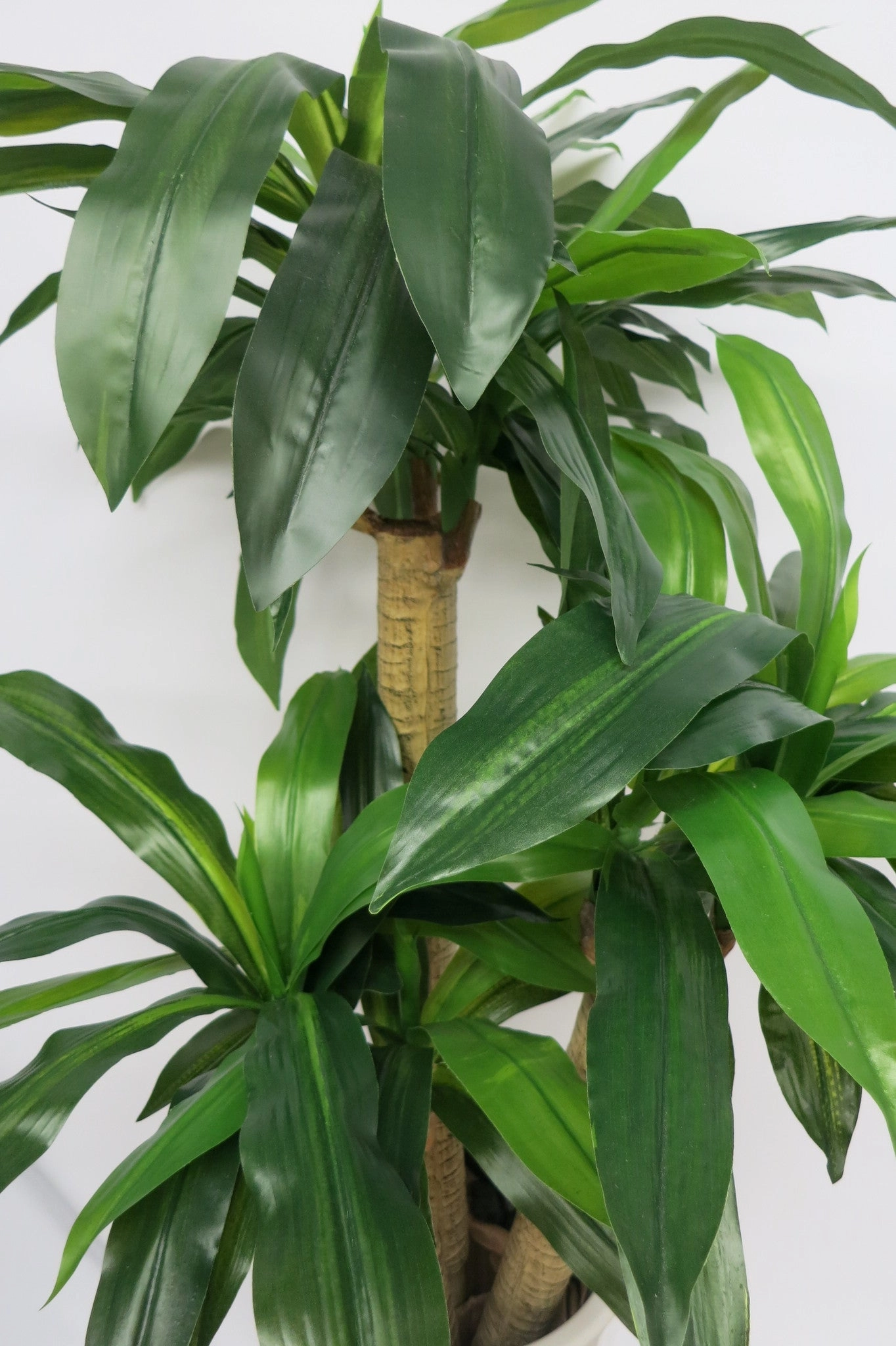 T0054 Dracaena Fragrans / Massangeana Cane / Happy Plant 120cm (2 Styles)