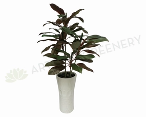 T0069 Cordyline Rumba Real Touch Leaves 130cm sun perennial  