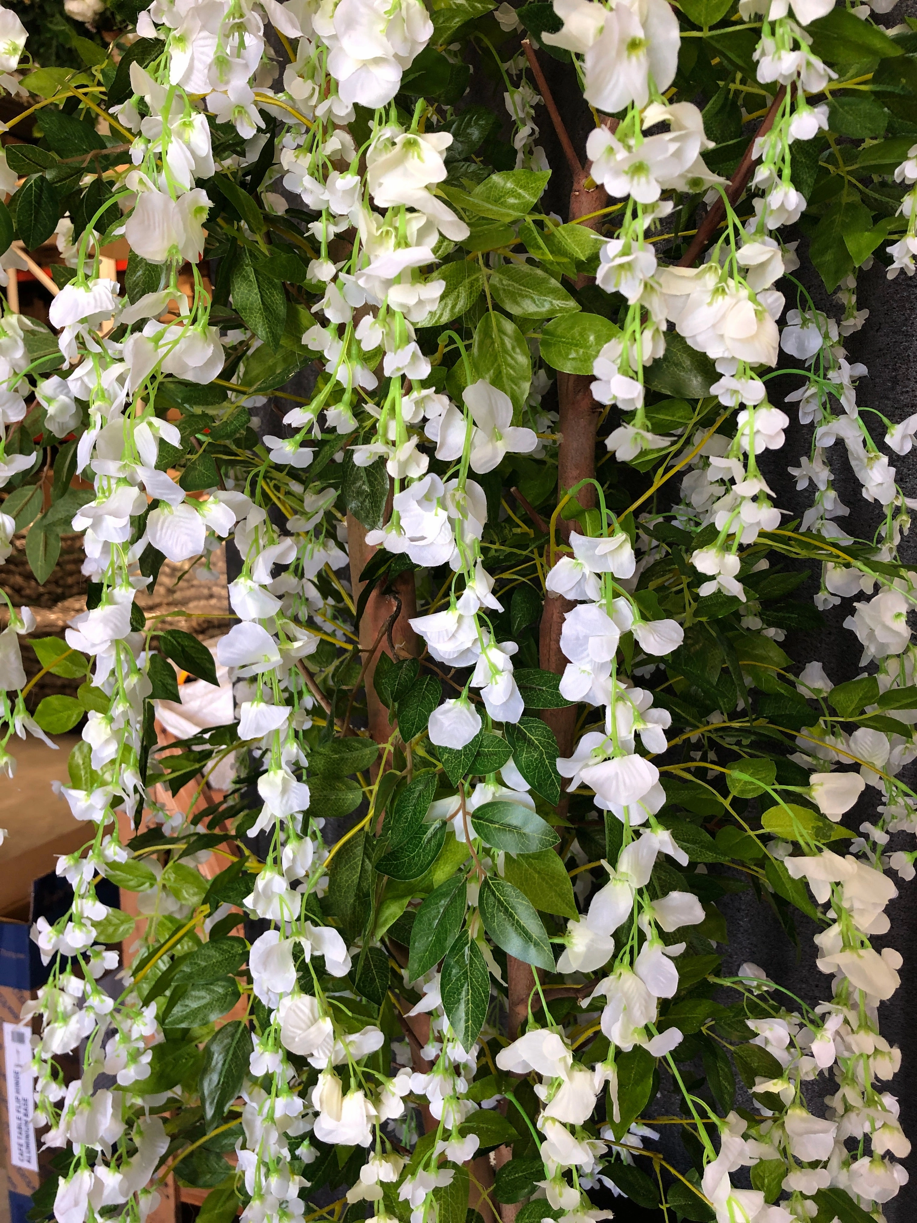T0070 Wisteria Tree with White Flowers 150cm & 210cm