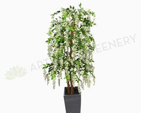 T0070 Wisteria Tree with White Flowers 150cm & 210cm sun perennial  