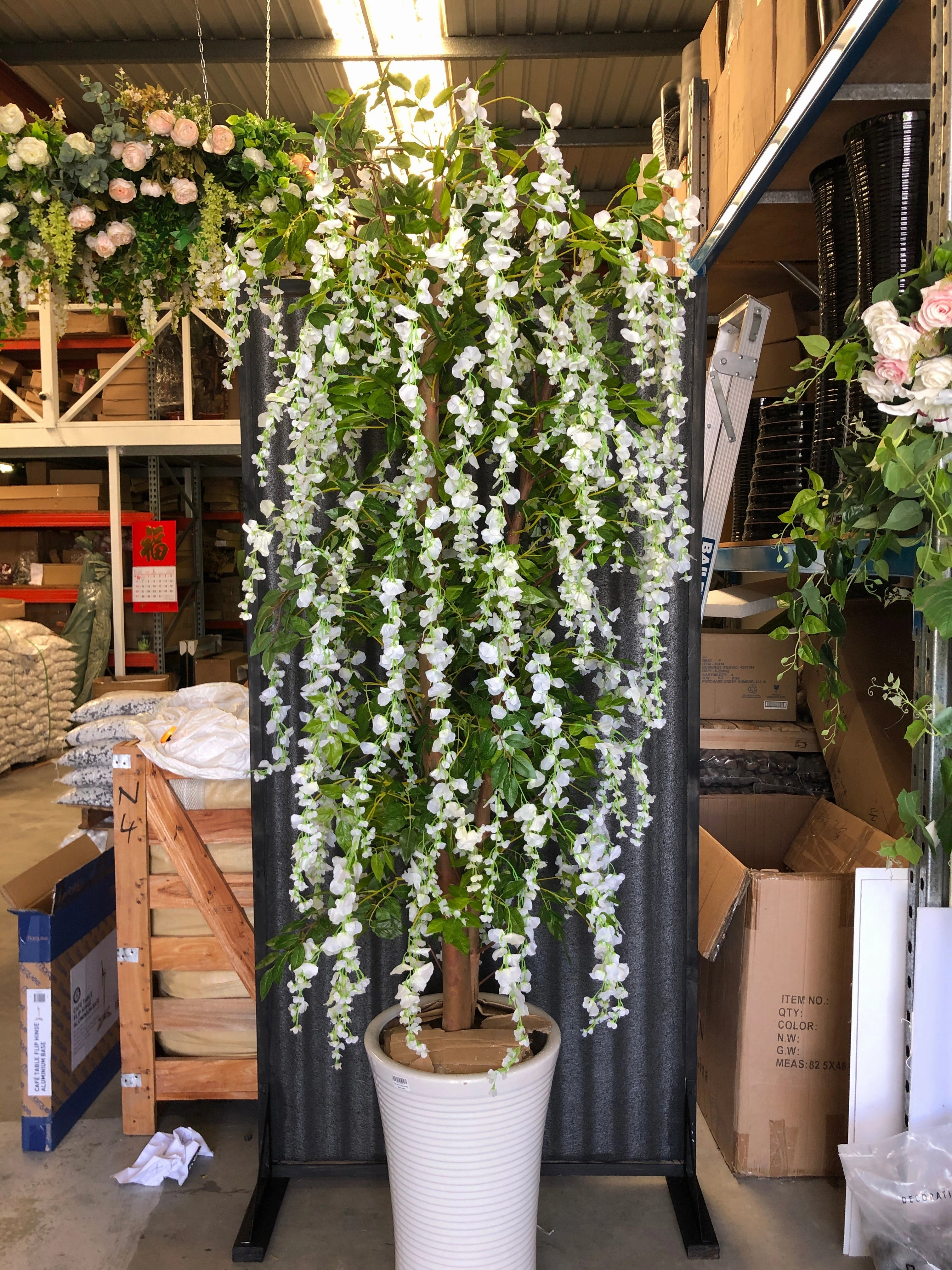 T0070 Wisteria Tree with White Flowers 150cm & 210cm
