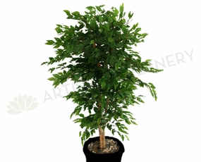 T0077 Ficus (Real Wood) 170cm sun perennial  