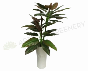 T0079 Philodendron (Red Leaf) Real Touch 135cm sun perennial  