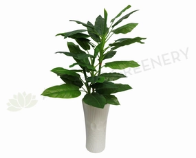 T0080 Philodendron (Green Leaf) Real Touch 135cm sun perennial  