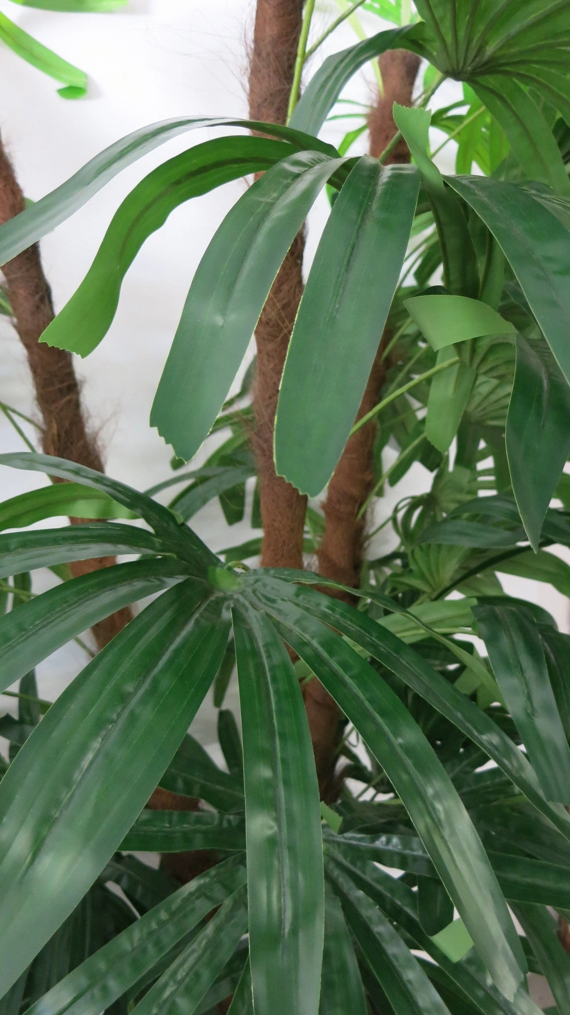 T0085 Lady Finger Palm 170cm