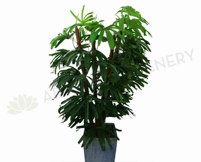 T0085 Lady Finger Palm 170cm sun perennial  