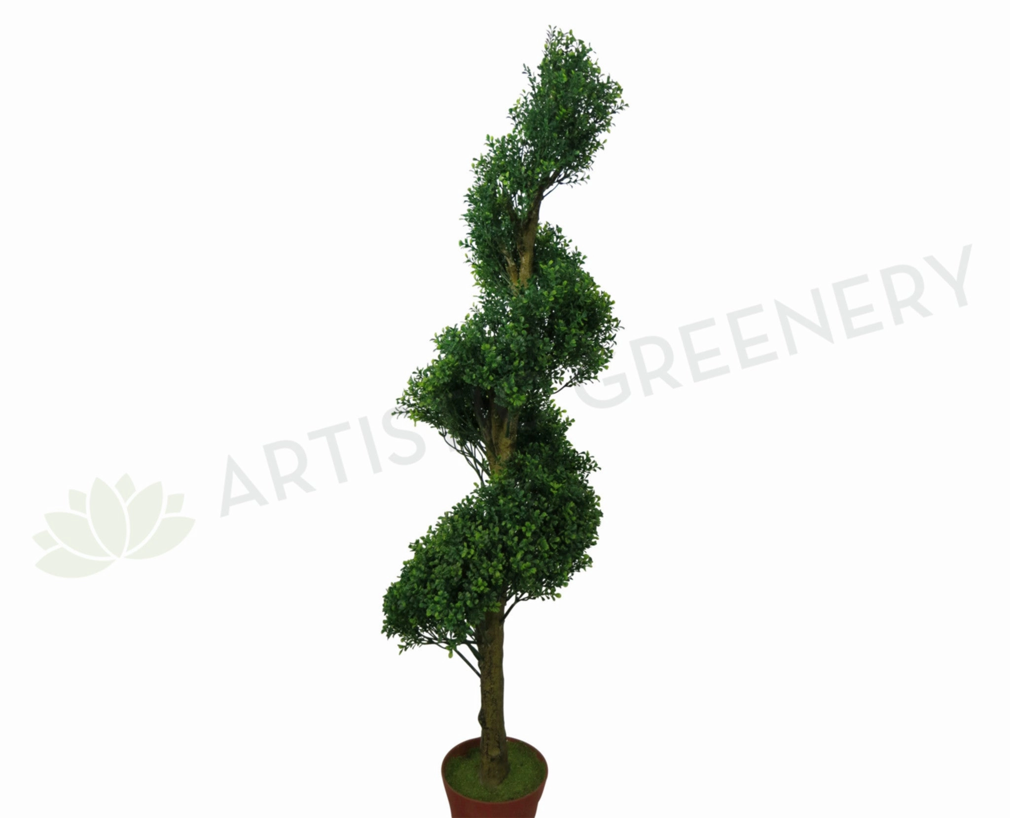 T0089 Spiral (Boxwood) Topiary Tree 165cm sun perennial  