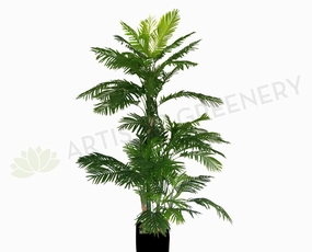 T0097 (New Style) Cabada Palm 250cm sun perennial  