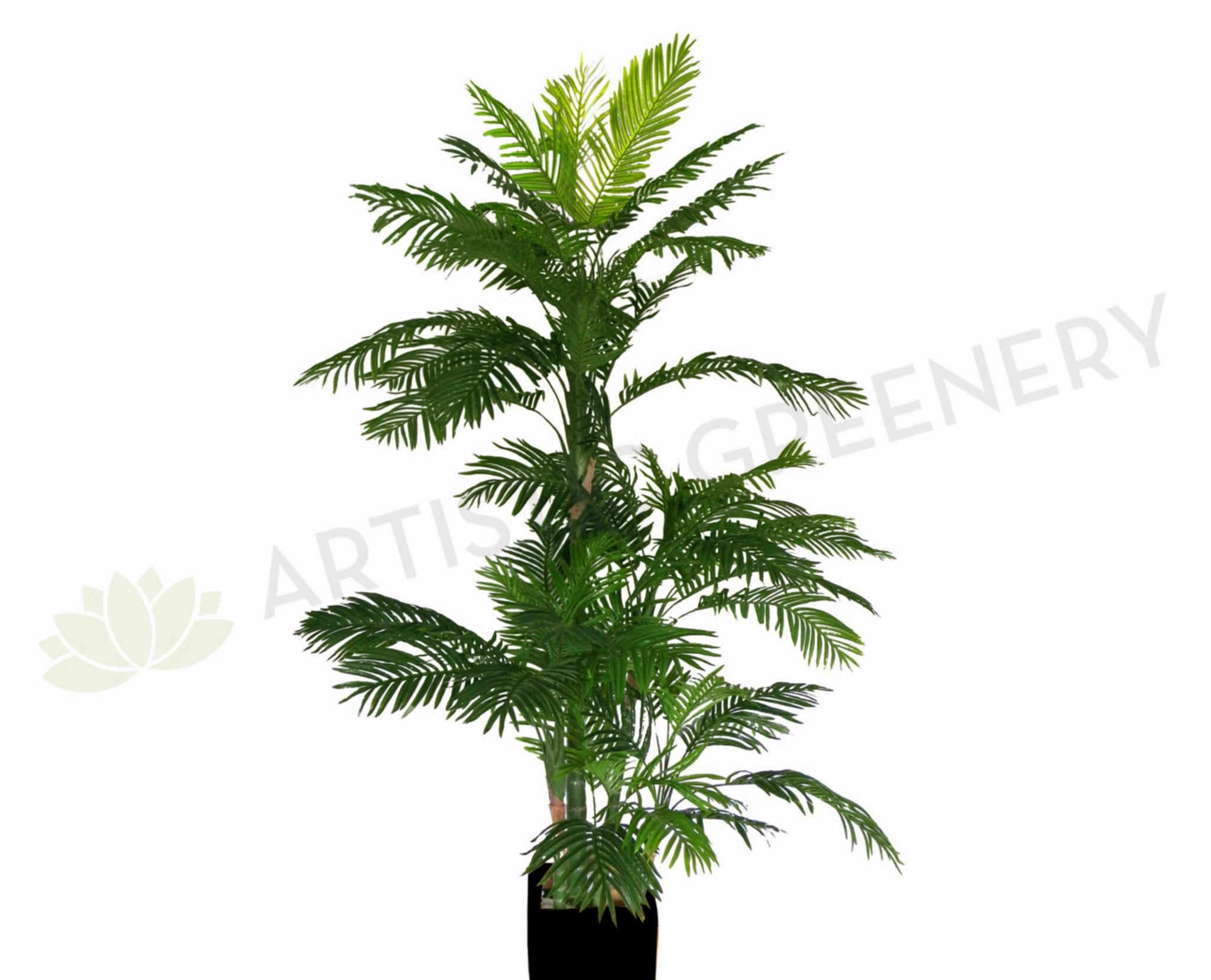 T0097 (New Style) Cabada Palm 250cm sun perennial  