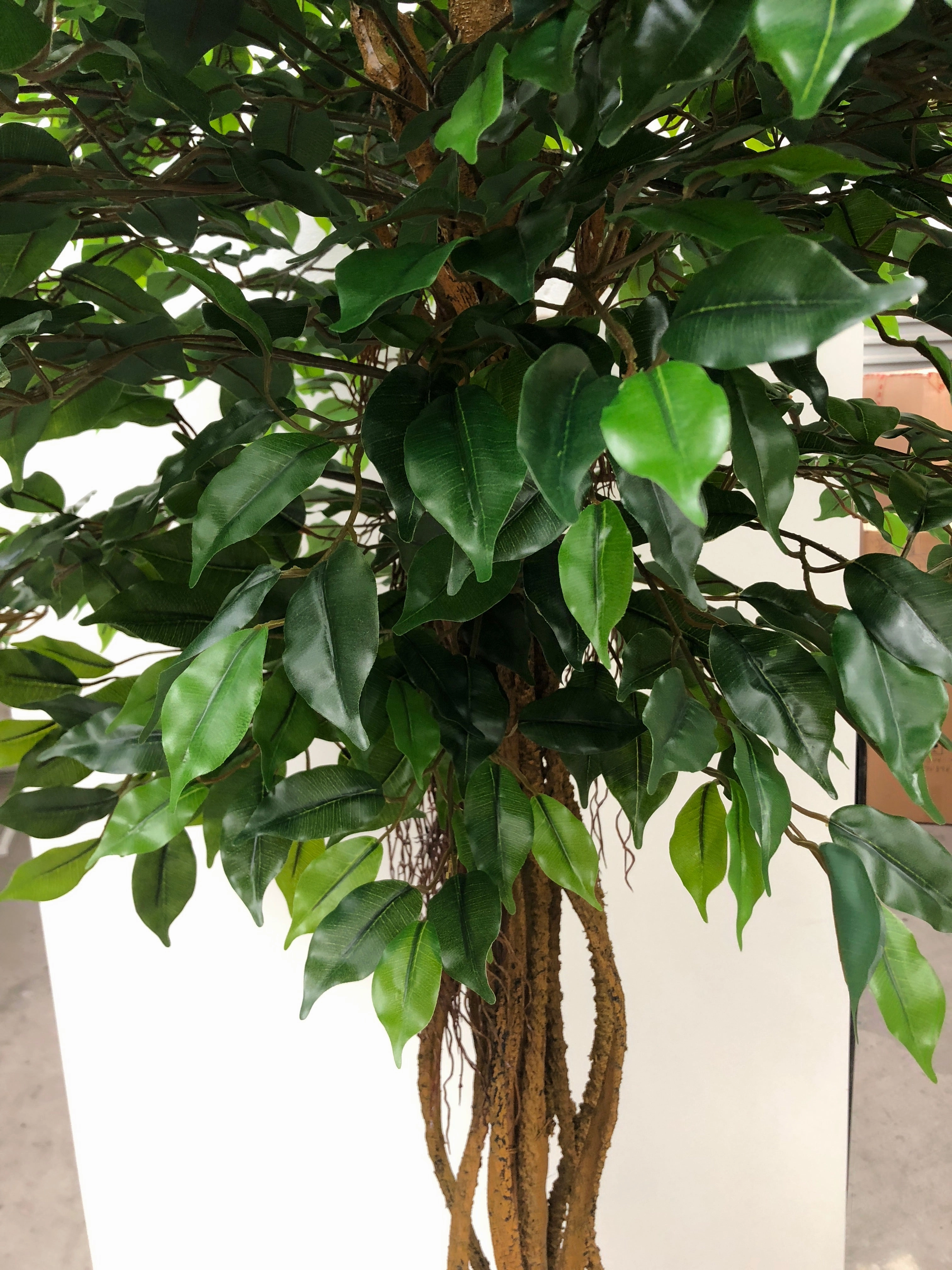 T0100 French Ficus Real Touch Leaves 175cm / 220cm