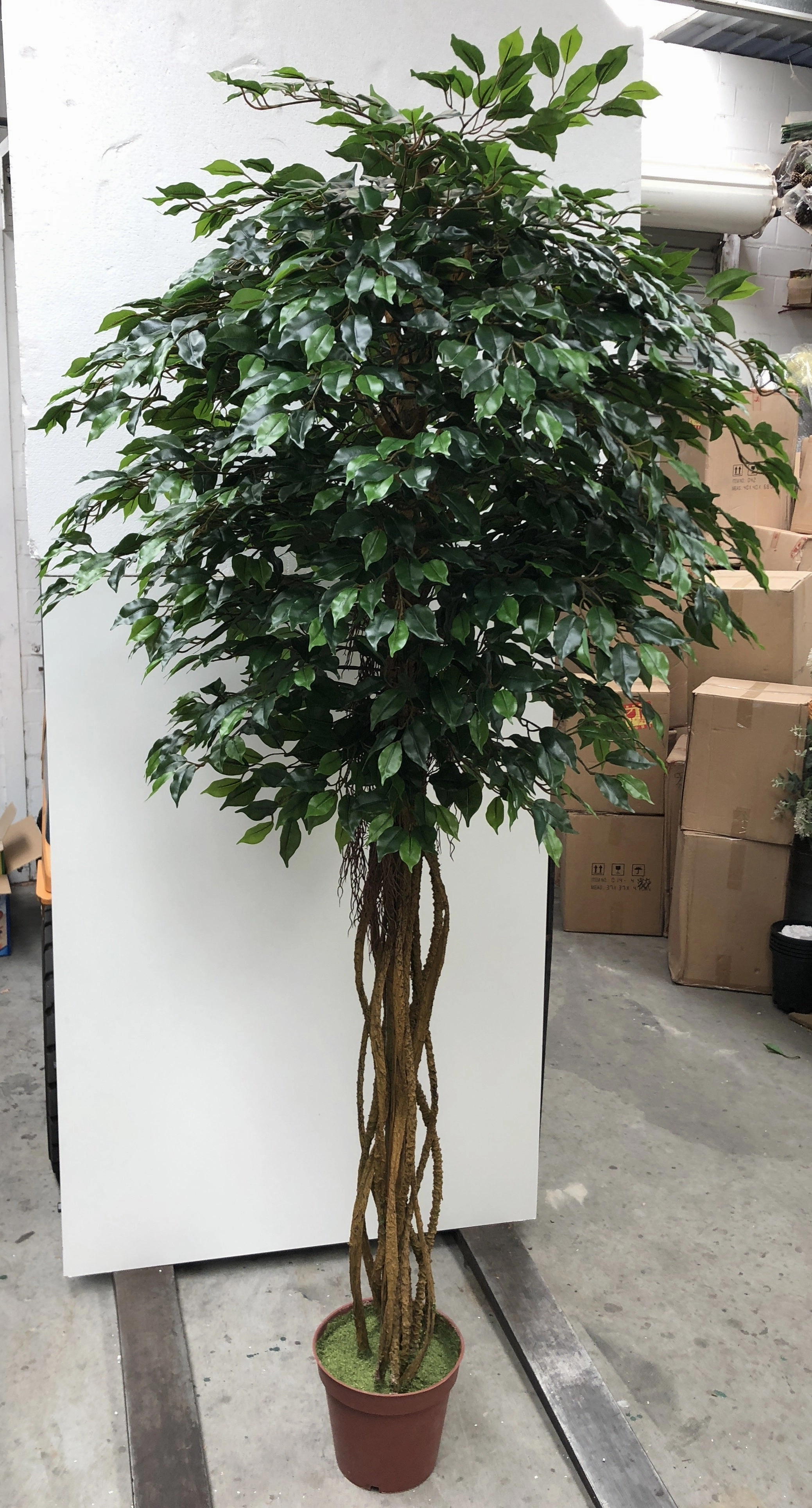 T0100 French Ficus Real Touch Leaves 175cm / 220cm