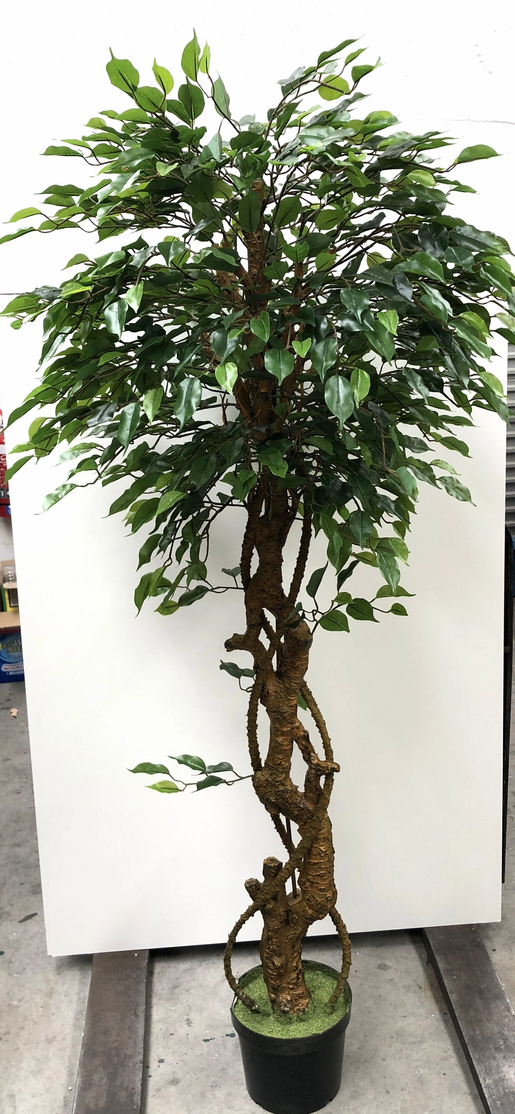 T0100 French Ficus Real Touch Leaves 175cm / 220cm
