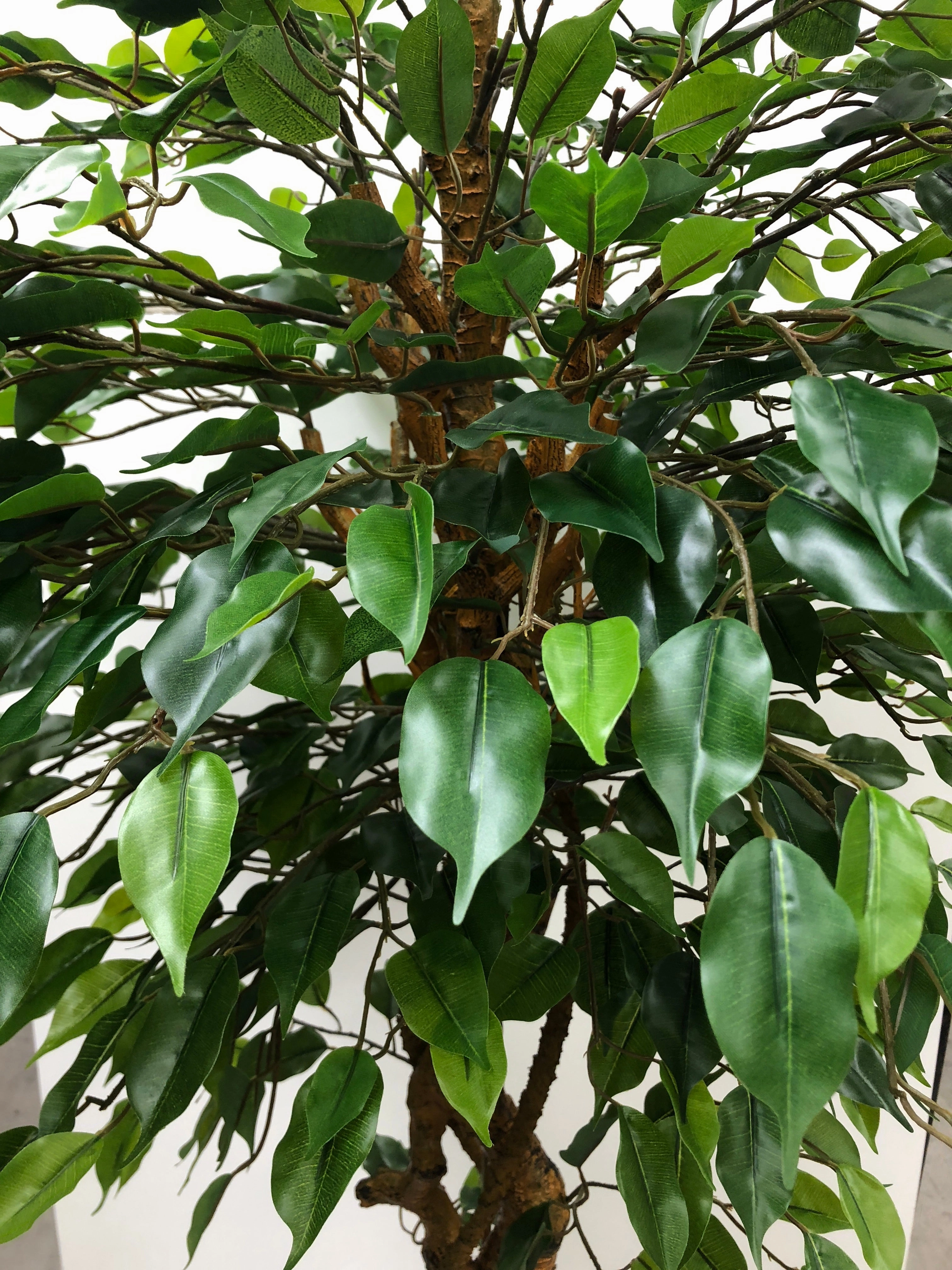 T0100 French Ficus Real Touch Leaves 175cm / 220cm