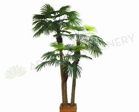 T0109 Fan Palm (set of 3) 300-220-170cm sun perennial  