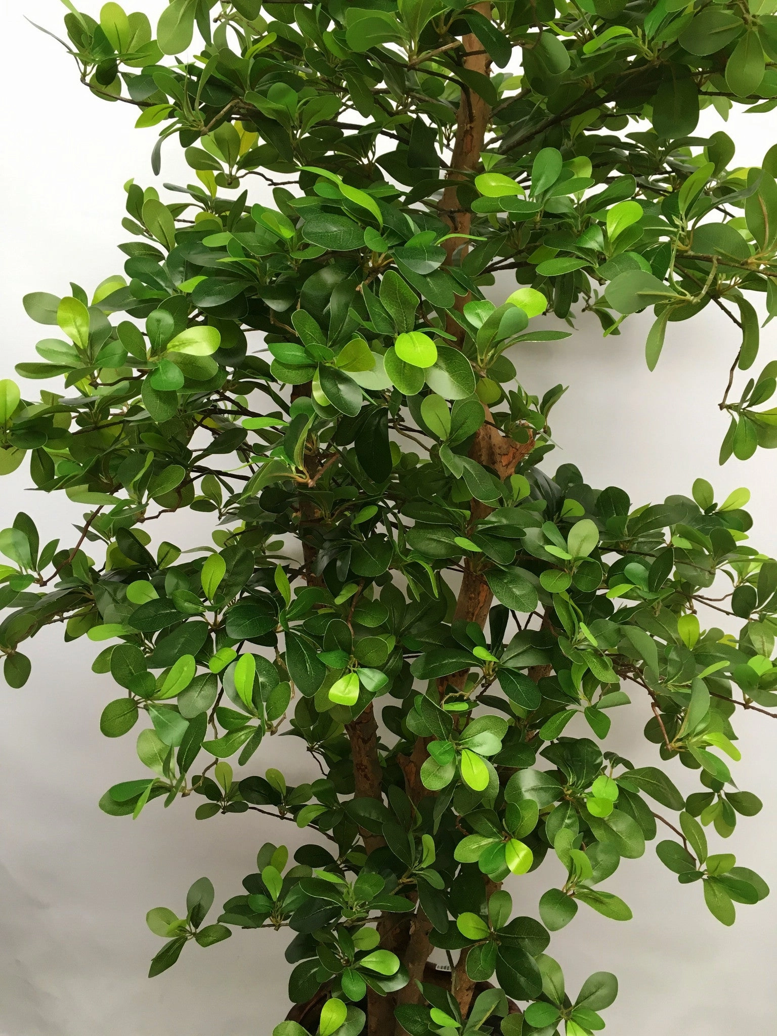 T0114 Schefflera (Bonsai Style) Real Wood Trunk & Real Touch Leaves 165cm