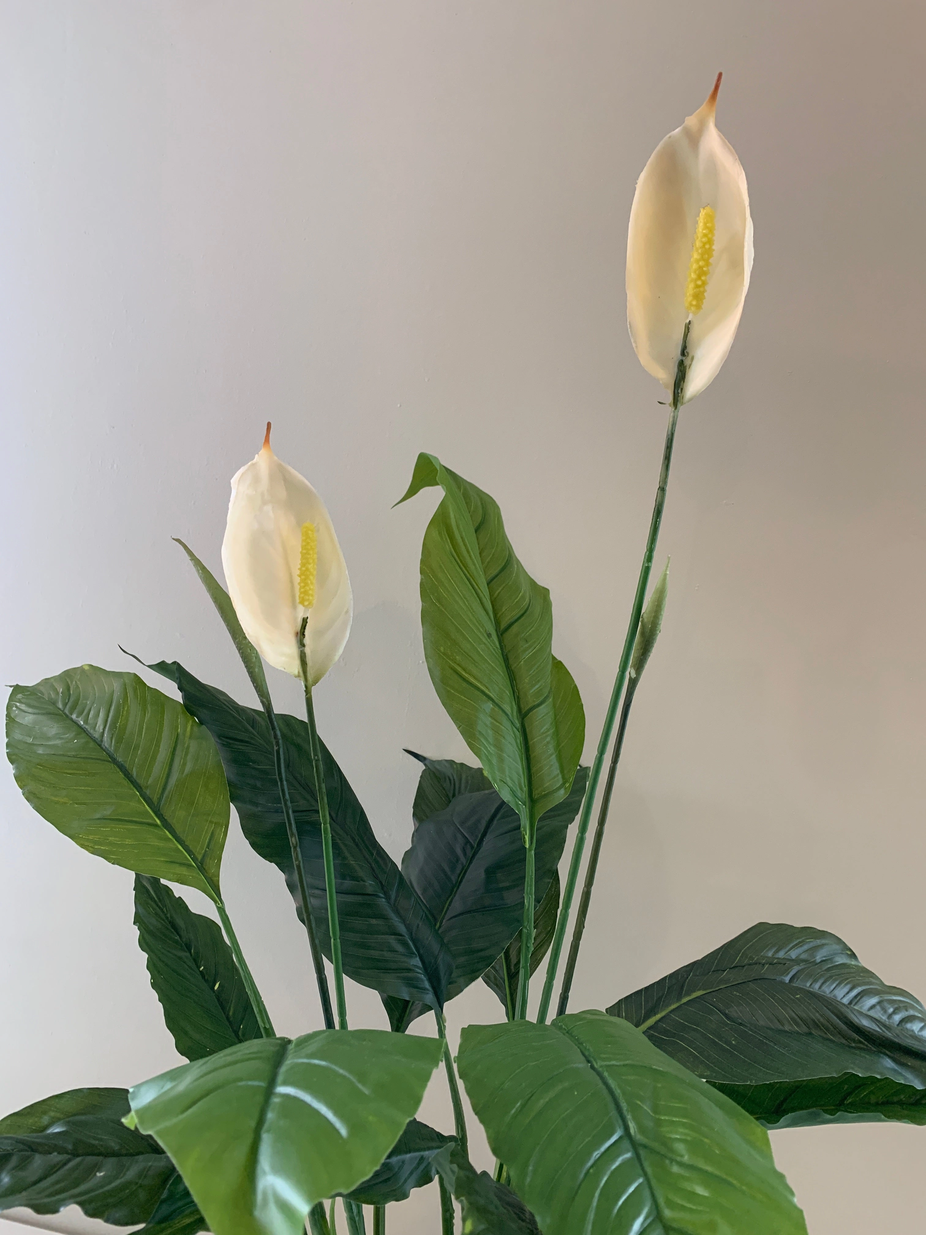 T0115 Peace Lily Plant White 2 Sizes