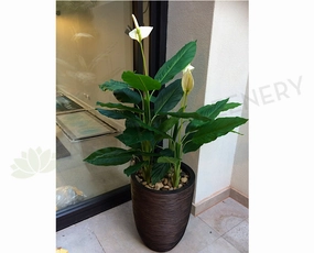 T0115 Peace Lily Plant White 2 Sizes sun perennial  