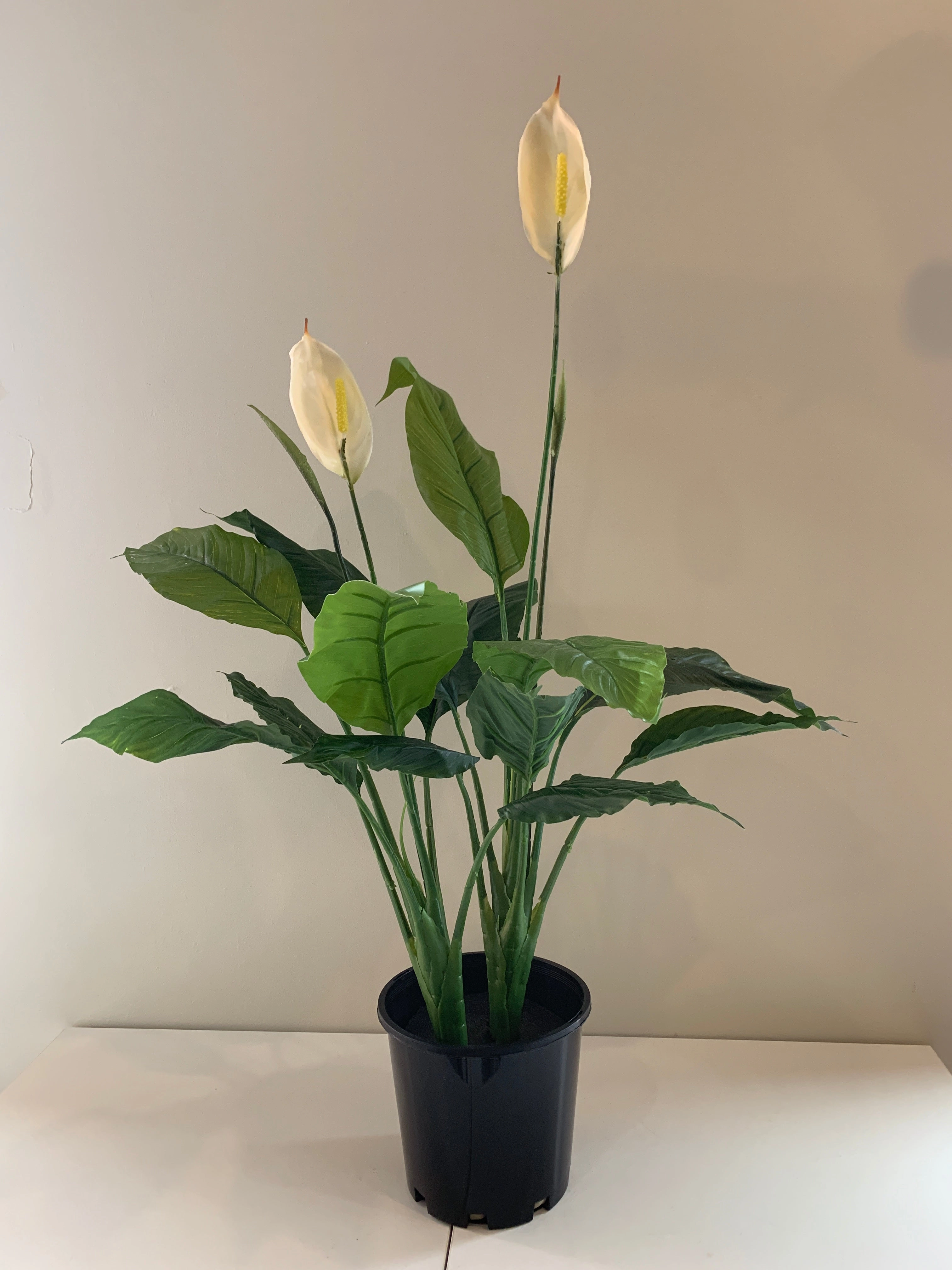 T0115 Peace Lily Plant White 2 Sizes