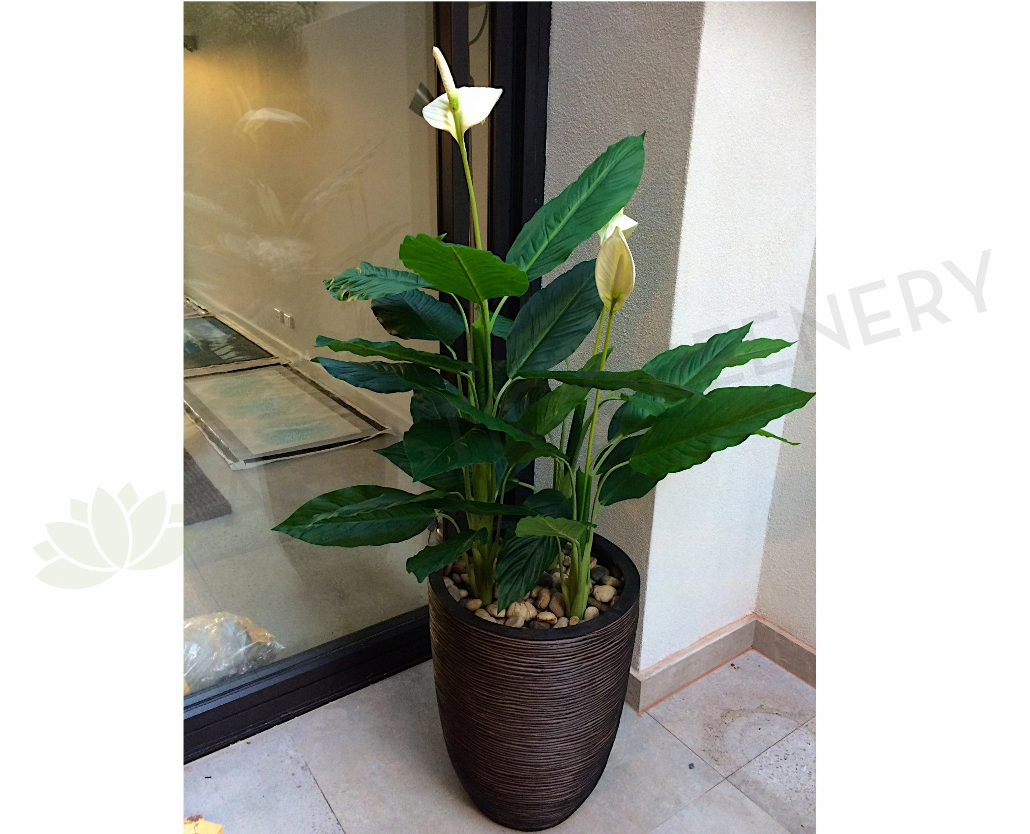 T0115 Peace Lily Plant White 2 Sizes sun perennial  