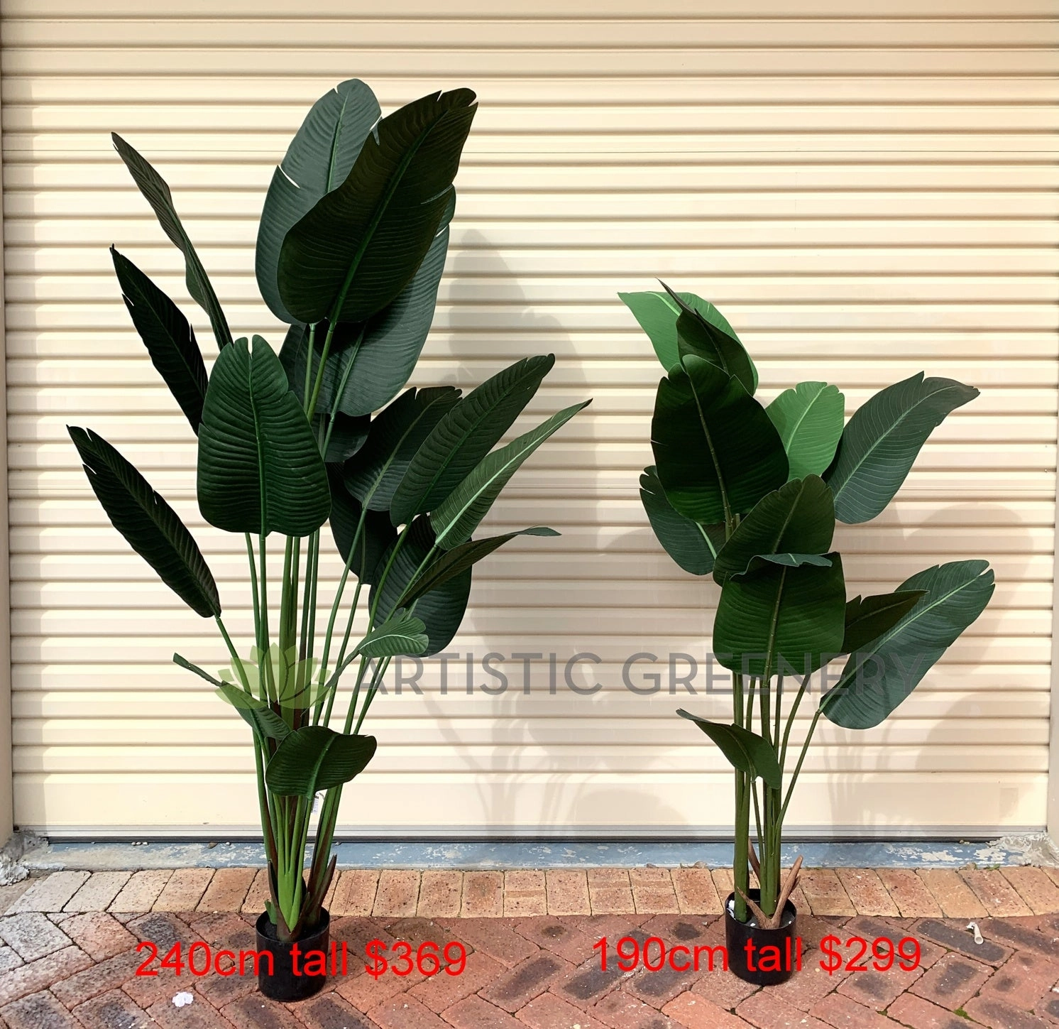 T0119 Giant Bird of Paradise Plant / Strelitzia Nicolai 3 Sizes 160 / 190cm / 240cm