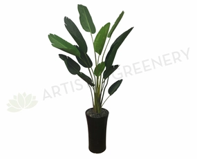 T0119 Giant Bird of Paradise Plant / Strelitzia Nicolai 3 Sizes 160 / 190cm / 240cm sun perennial  