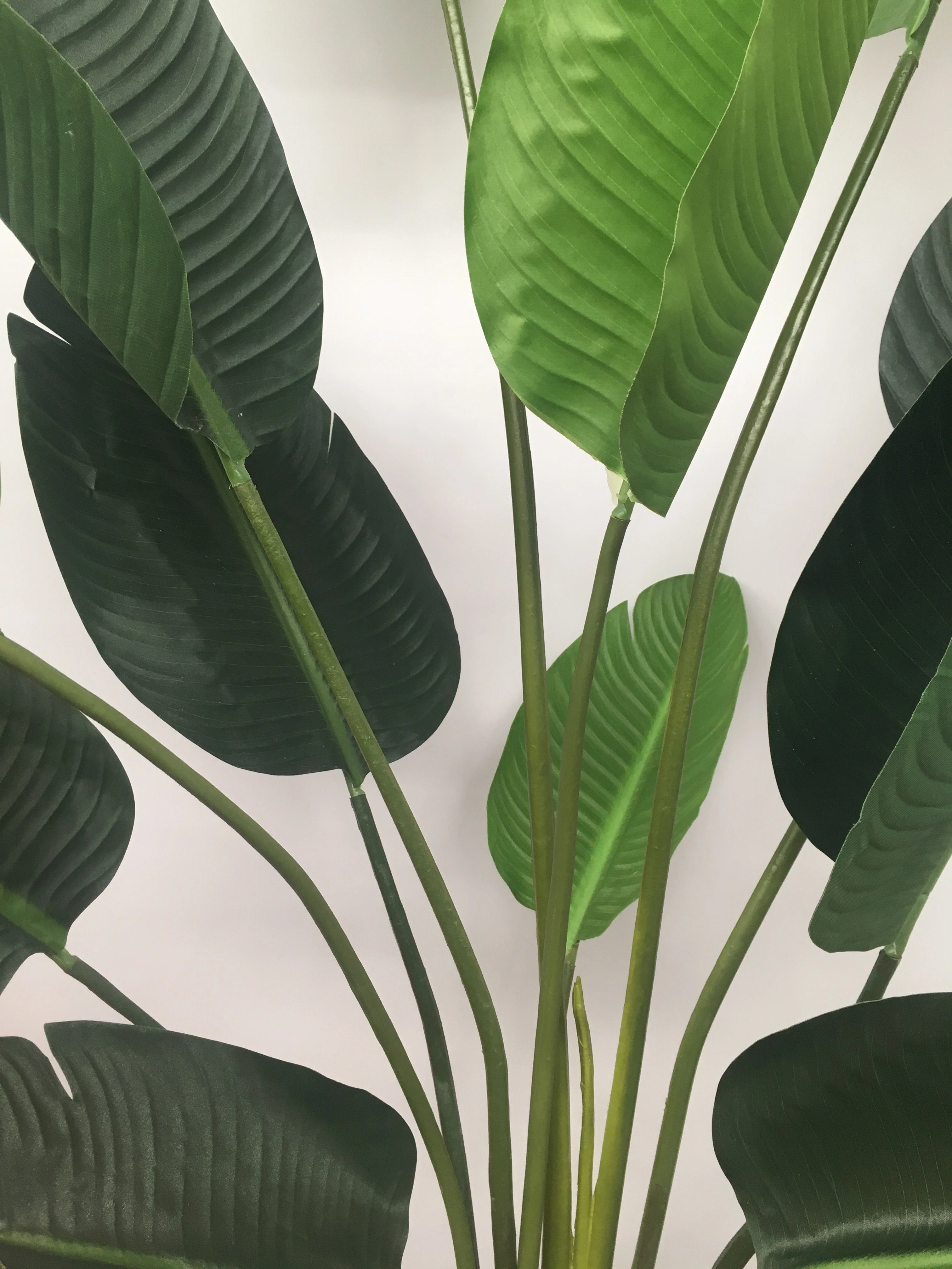 T0119 Giant Bird of Paradise Plant / Strelitzia Nicolai 3 Sizes 160 / 190cm / 240cm