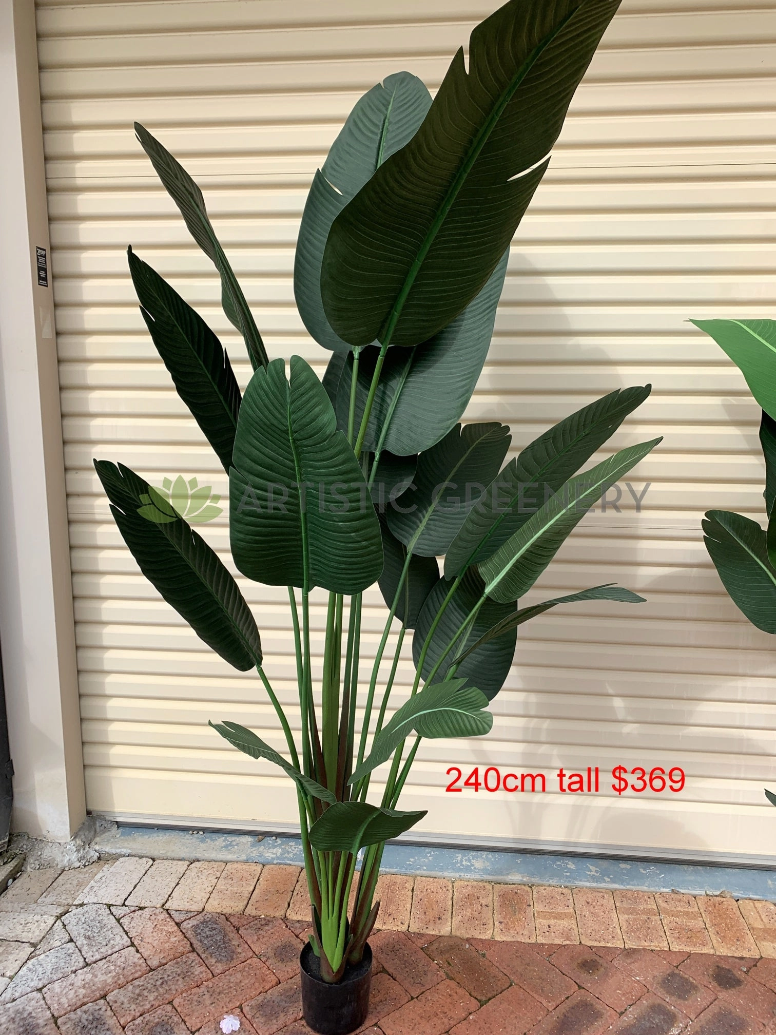 T0119 Giant Bird of Paradise Plant / Strelitzia Nicolai 3 Sizes 160 / 190cm / 240cm