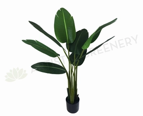 T0119 SML Giant Bird of Paradise Plant / Strelitzia Nicolai 110cm sun perennial  