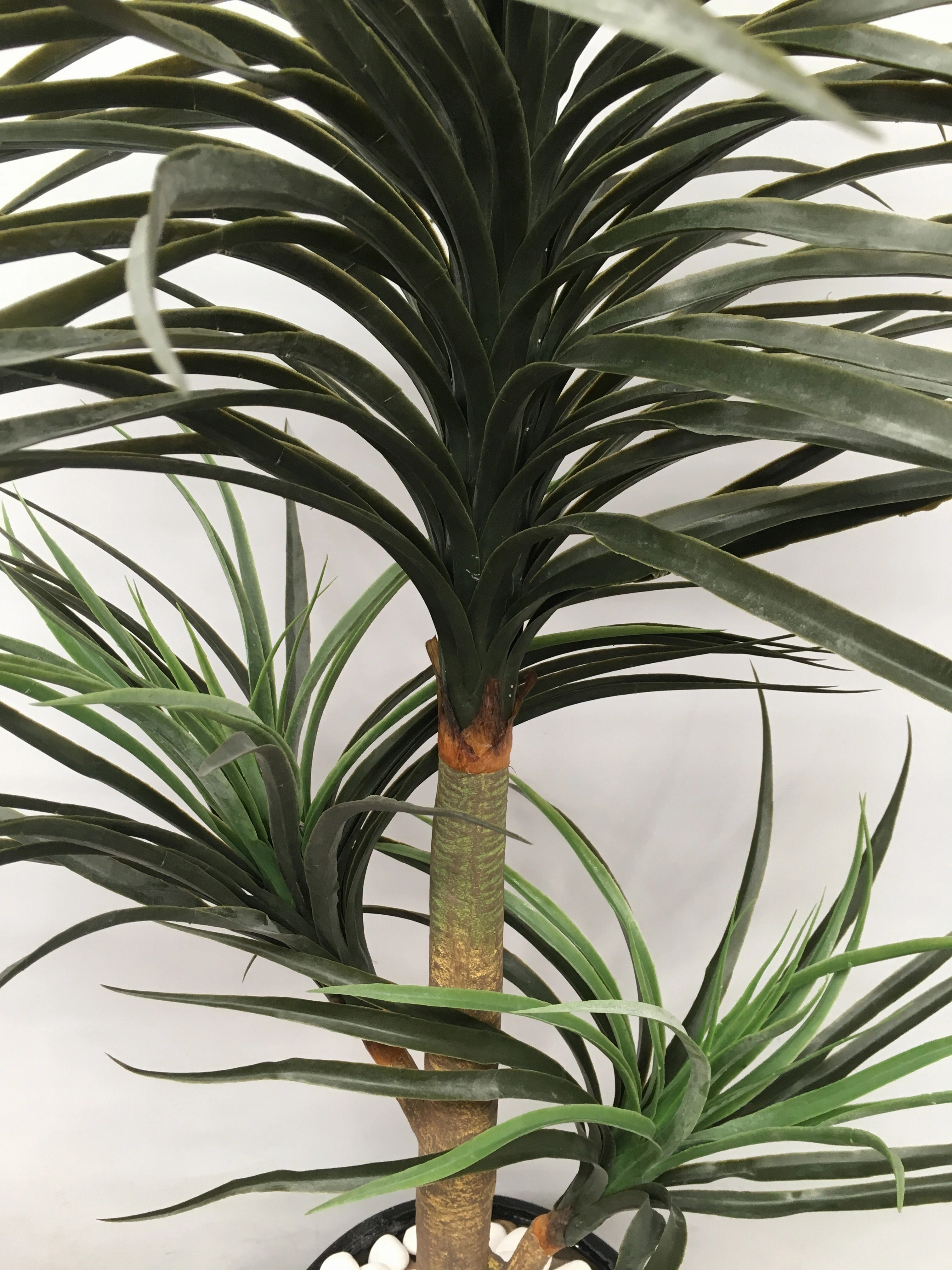 T0120 Madagascar Dragon Tree (Dracaena Mariginata) 150cm
