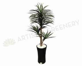 T0120 Madagascar Dragon Tree (Dracaena Mariginata) 150cm sun perennial  